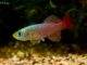 Fiche du poisson Nothobranchius palmqvisti Nothobranchius palmqvisti