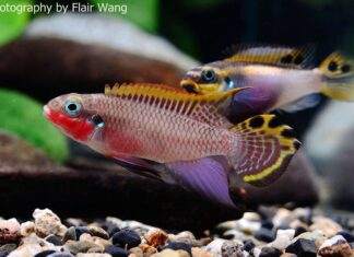 Pelvicachromis taeniatus