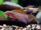 Pelvicachromis taeniatus