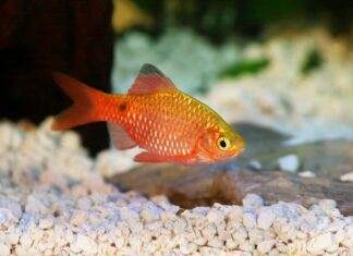 Pethia conchonius