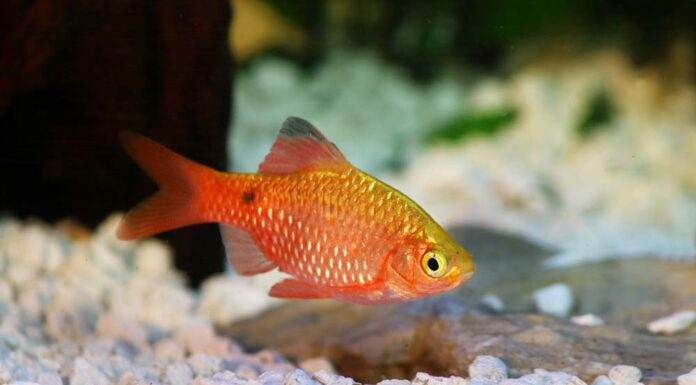 Fiche du poisson Pethia conchonius (barbus rosé) Pethia conchonius