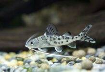 Pimelodus pictus