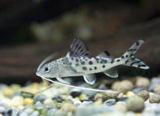 Fiche du poisson Pimelodus pictus Pimelodus pictus