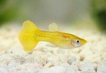 Poecilia reticulata