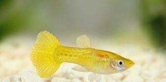 Poecilia reticulata