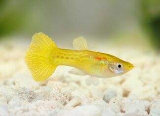 Poecilia reticulata