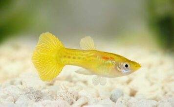 Poecilia reticulata