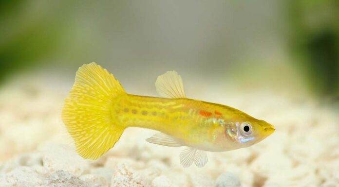 Poecilia reticulata