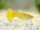 Poecilia reticulata