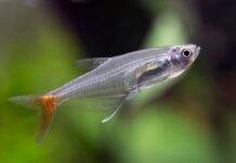 Fiche du poisson Prionobrama filigera Prionobrama filigera