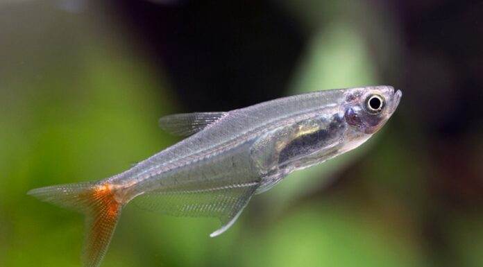 Fiche du poisson Prionobrama filigera Prionobrama filigera