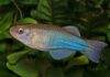 Procatopus aberrans
