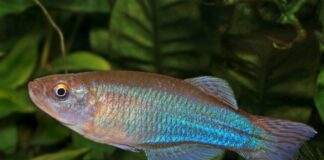 Procatopus aberrans