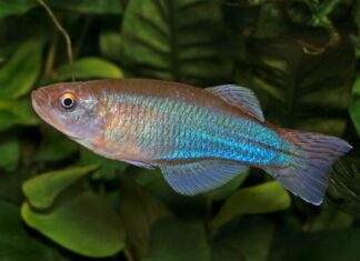 Fiche du poisson Procatopus aberrans Procatopus aberrans