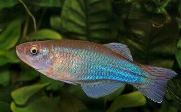 Fiche du poisson Procatopus aberrans Procatopus aberrans