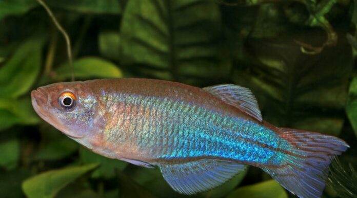 Procatopus aberrans