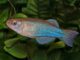 Fiche du poisson Procatopus aberrans Procatopus aberrans