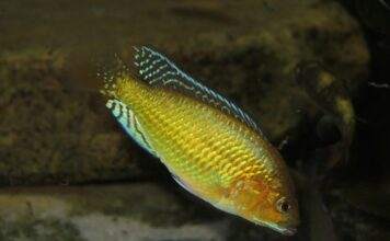 Fiche du poisson Pseudocrenilabrus multicolor Pseudocrenilabrus multicolor multicolor