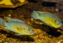 Fiche du poisson Pseudocrenilabrus philander dispersus Pseudocrenilabrus philander dispersus