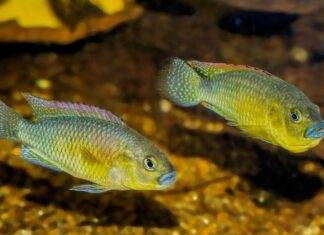 Fiche du poisson Pseudocrenilabrus philander dispersus Pseudocrenilabrus philander dispersus