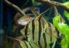 Pterophyllum altum
