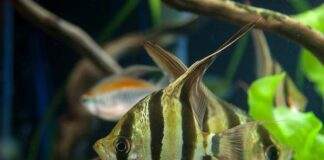 Pterophyllum altum