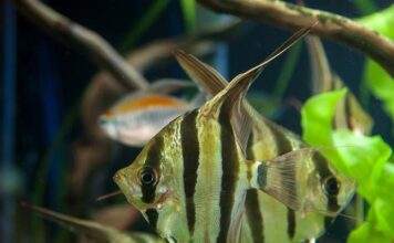 Fiche du poisson Pterophyllum altum Pterophyllum altum