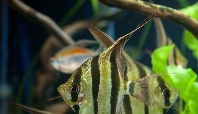 Pterophyllum altum