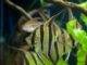 Pterophyllum altum