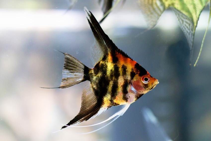 Pterophyllum scalare