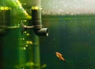 Quel système de filtration choisir pour mon aquarium Quel système de filtration choisir pour mon aquarium