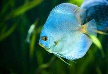 Symphysodon aequifasciatus
