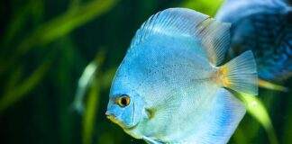 Symphysodon aequifasciatus