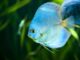 Fiche du poisson Symphysodon aequifasciatus Symphysodon aequifasciatus
