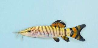 Syncrossus helodes