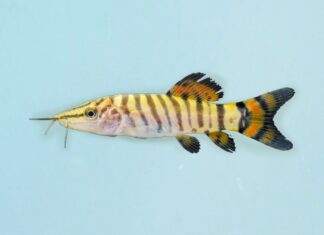 Syncrossus helodes