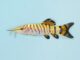 Syncrossus helodes