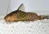 Fiche du poisson Synodontis schoutedeni Synodontis schoutedeni