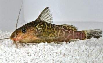 Fiche du poisson Synodontis schoutedeni Synodontis schoutedeni