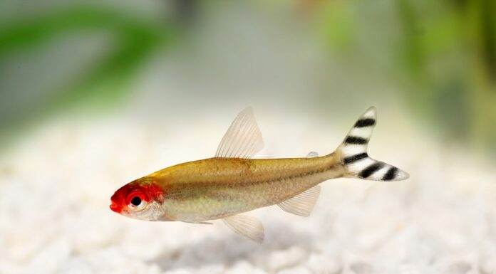 Tetra à bouche rouge