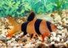 Tout savoir sur le poisson Botia Macracantha Tout savoir sur le poisson Botia Macracantha