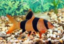 Tout savoir sur le poisson Botia Macracantha