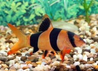 Tout savoir sur le poisson Botia Macracantha Tout savoir sur le poisson Botia Macracantha