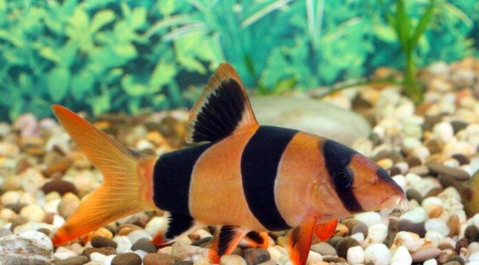 Tout savoir sur le poisson Botia Macracantha