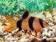 Tout savoir sur le poisson Botia Macracantha Tout savoir sur le poisson Botia Macracantha