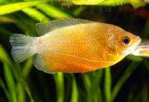 Fiche du poisson Trichogaster chuna (Colisa sota) Trichogaster chuna
