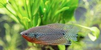 Trichopodus leerii