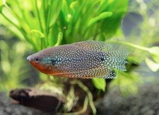 Trichopodus leerii