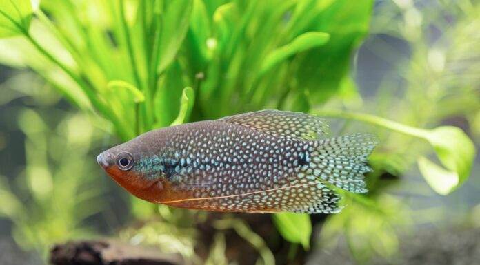 Trichopodus leerii