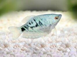 Trichopodus trichopterus